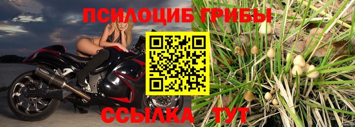Галлюциногенные грибы прущие грибы  Вход с VPN  Элиста 